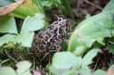 An american toad