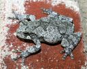 A cope's gray treefrog