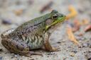 A green frog