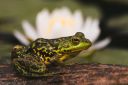 A mink frog