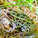 A northern leopard frog