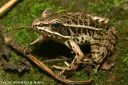 A pickerel frog