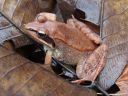 A wood frog